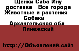 Щенки Сиба Ину доставка - Все города Животные и растения » Собаки   . Архангельская обл.,Пинежский 